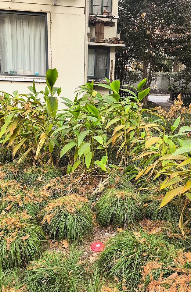 上海某物业小区白蚁智能监测